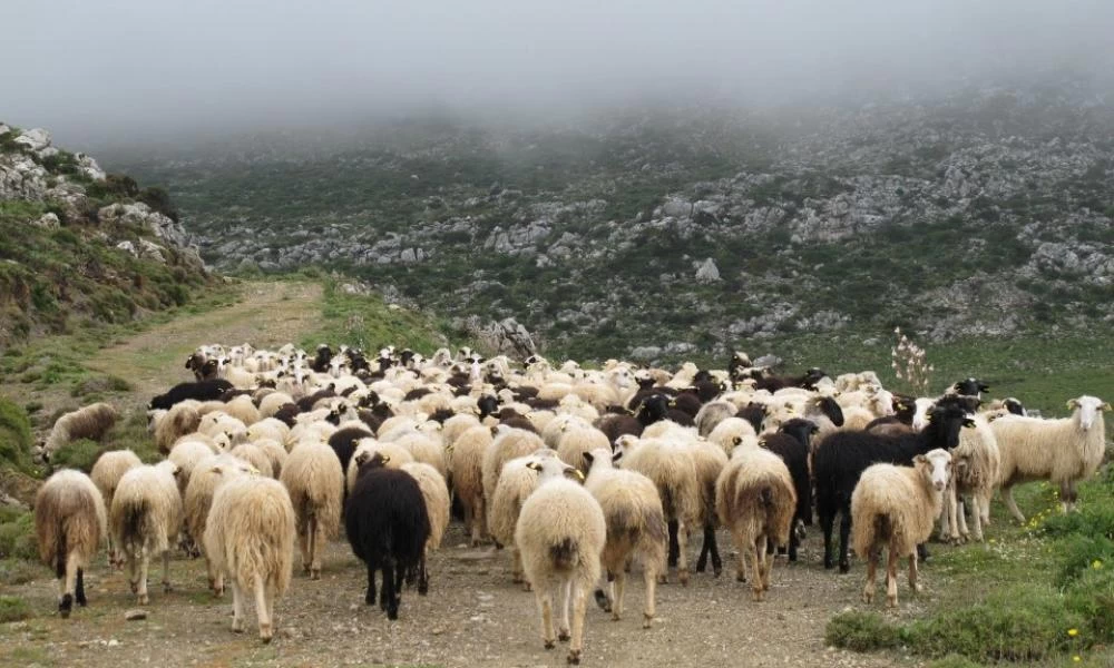 Φωτιά: Τα μέτρα για τους κτηνοτρόφους